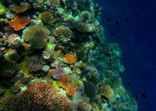 �����ĺ�������